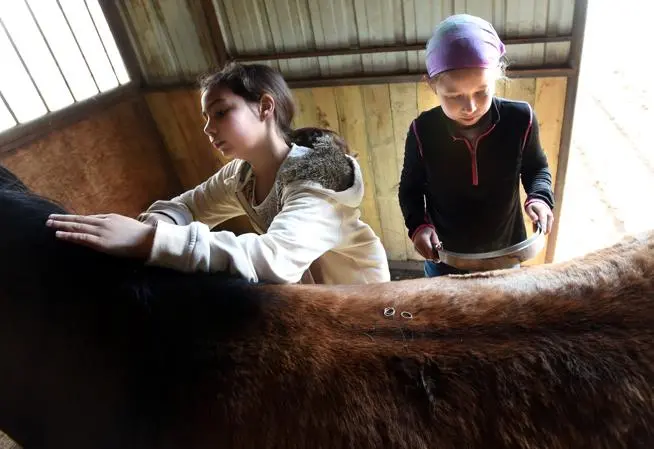 Two pre-teen girls grooming a brown horse